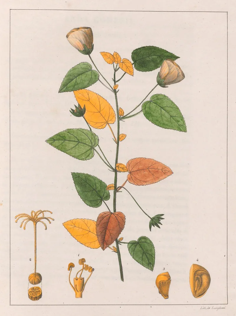 Pavonia Diuretica Wall Art by Auguste de Saint-Hilaire - High-Resolution Digital Print