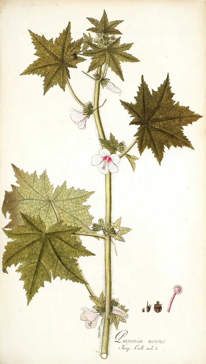 Pavonia Urens Wall Art by Nikolaus Joseph Freiherr von Jacquin - High-Resolution Digital Print