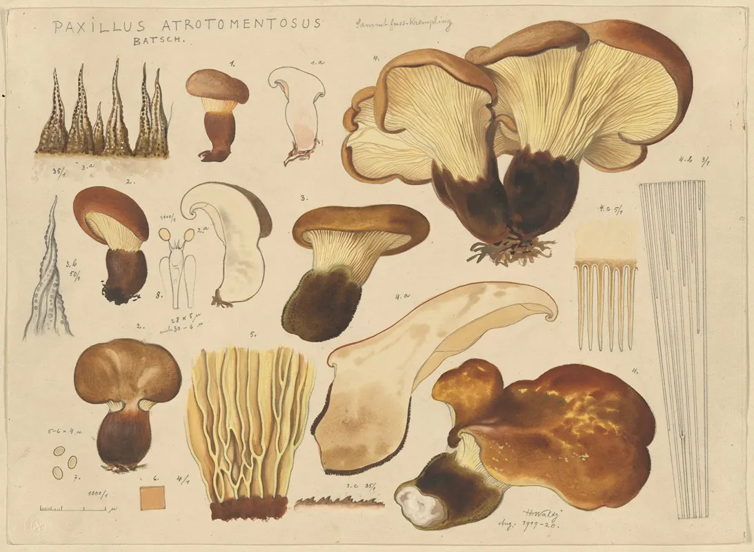 Paxillus Atrotomentosus Batsch Wall Art by Hans Walty - High-Resolution Digital Print