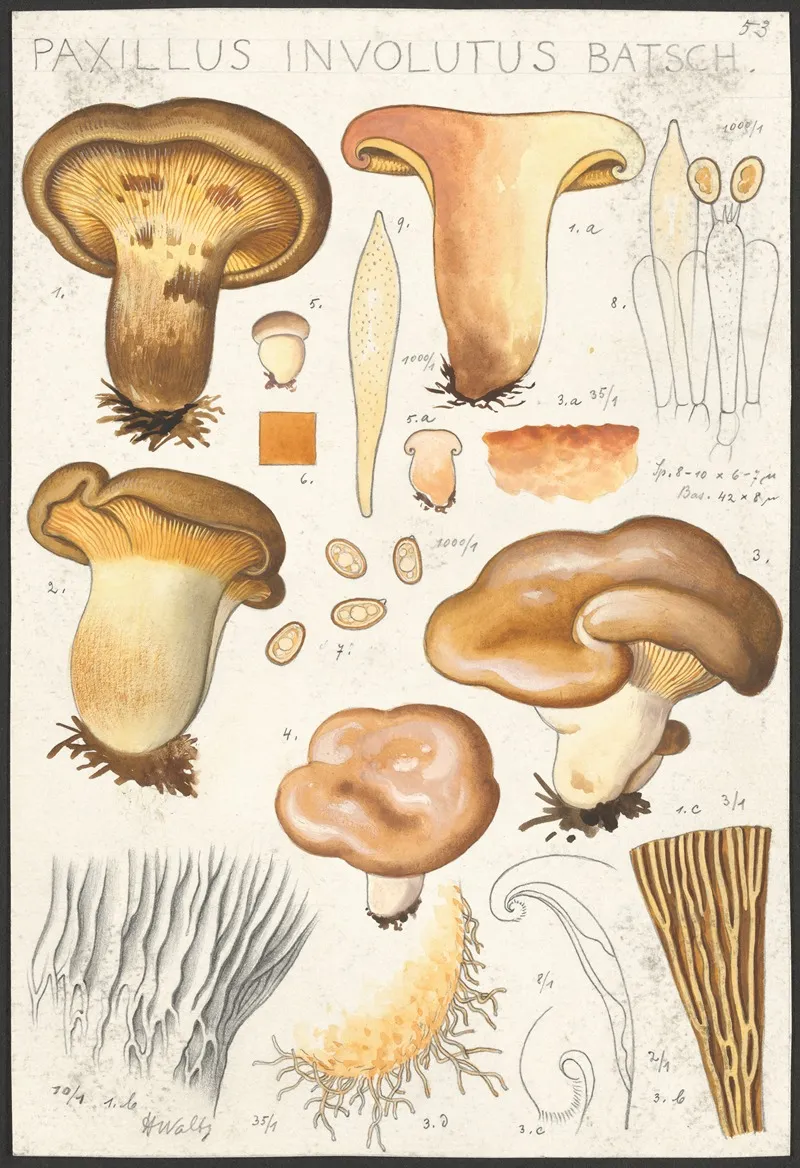 Paxillus Involutus Batsch Wall Art by Hans Walty - High-Resolution Digital Print