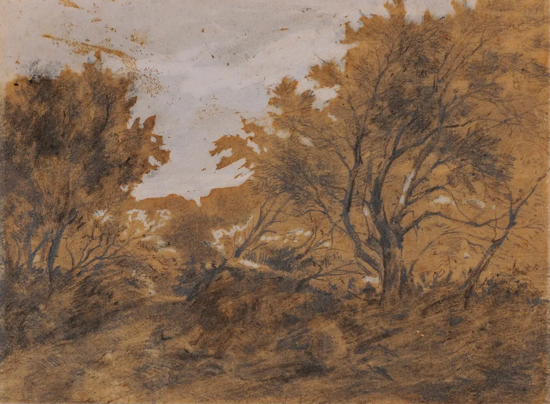 Paysage Boise Coup De Vent