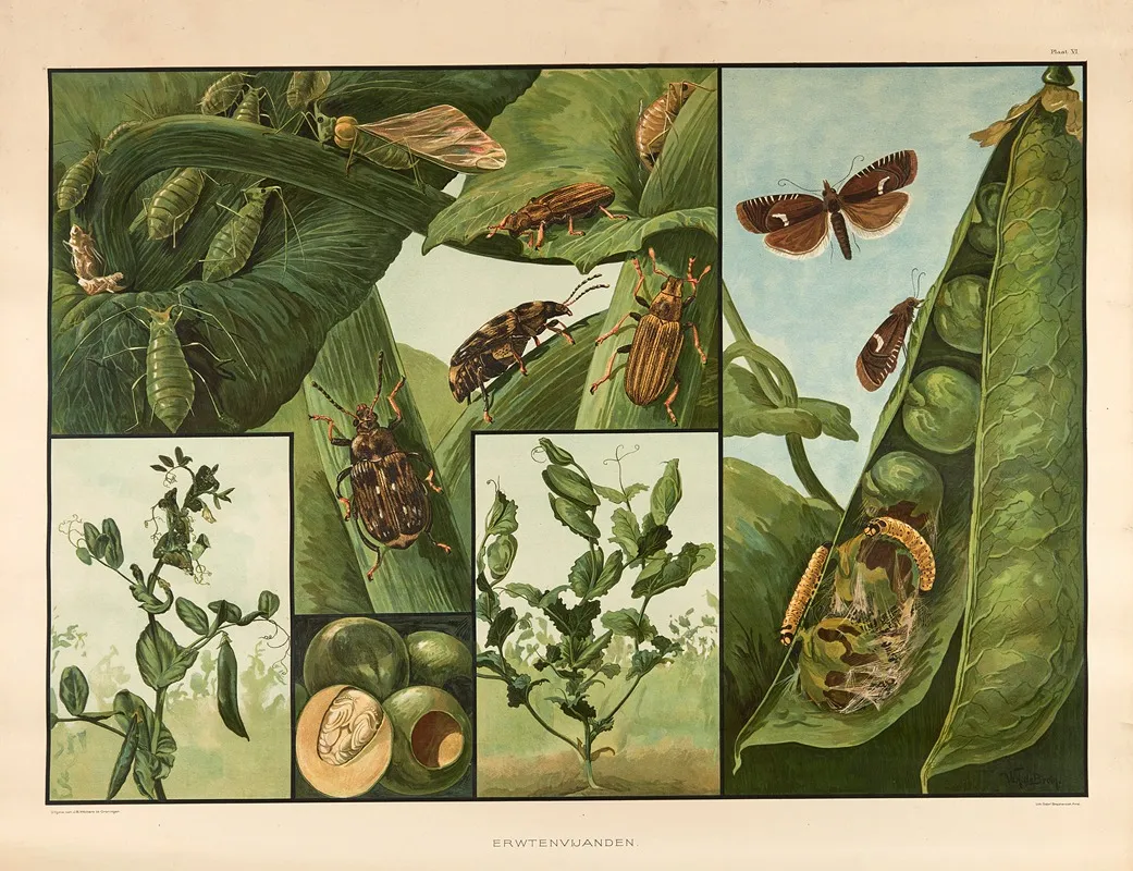 Pea Pests Wall Art by Wilhelmus Karel de Bruin - High-Resolution Digital Print