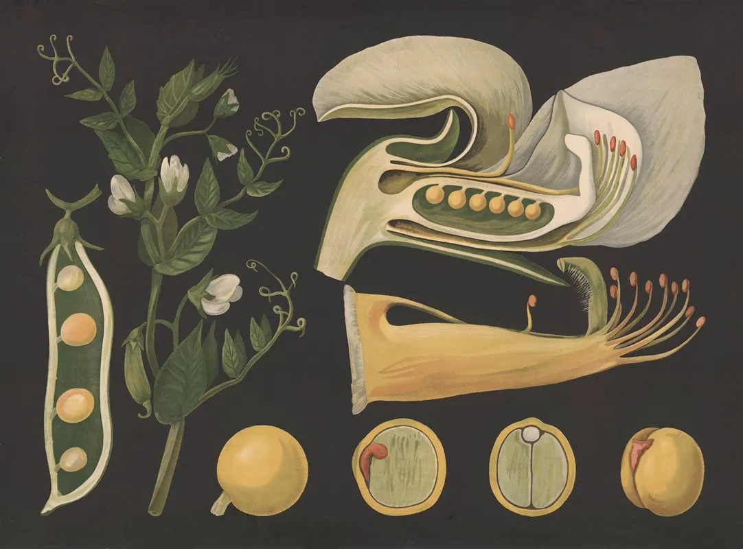 Pea Pisum Wall Art by Gottlieb von Koch - High-Resolution Digital Print