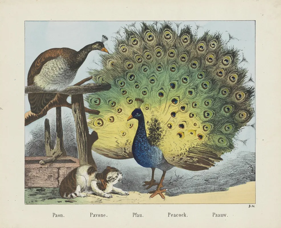 Peacock 6 Wall Art by Joseph Scholz - High-Resolution Digital Print