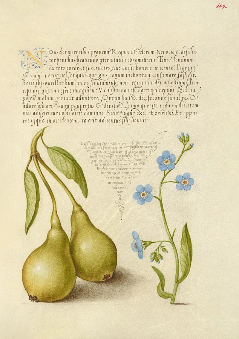 Pear And Creeping Forget Me Not