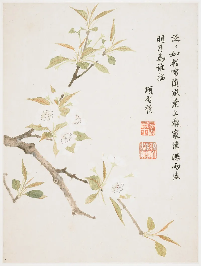 Pear Blossom