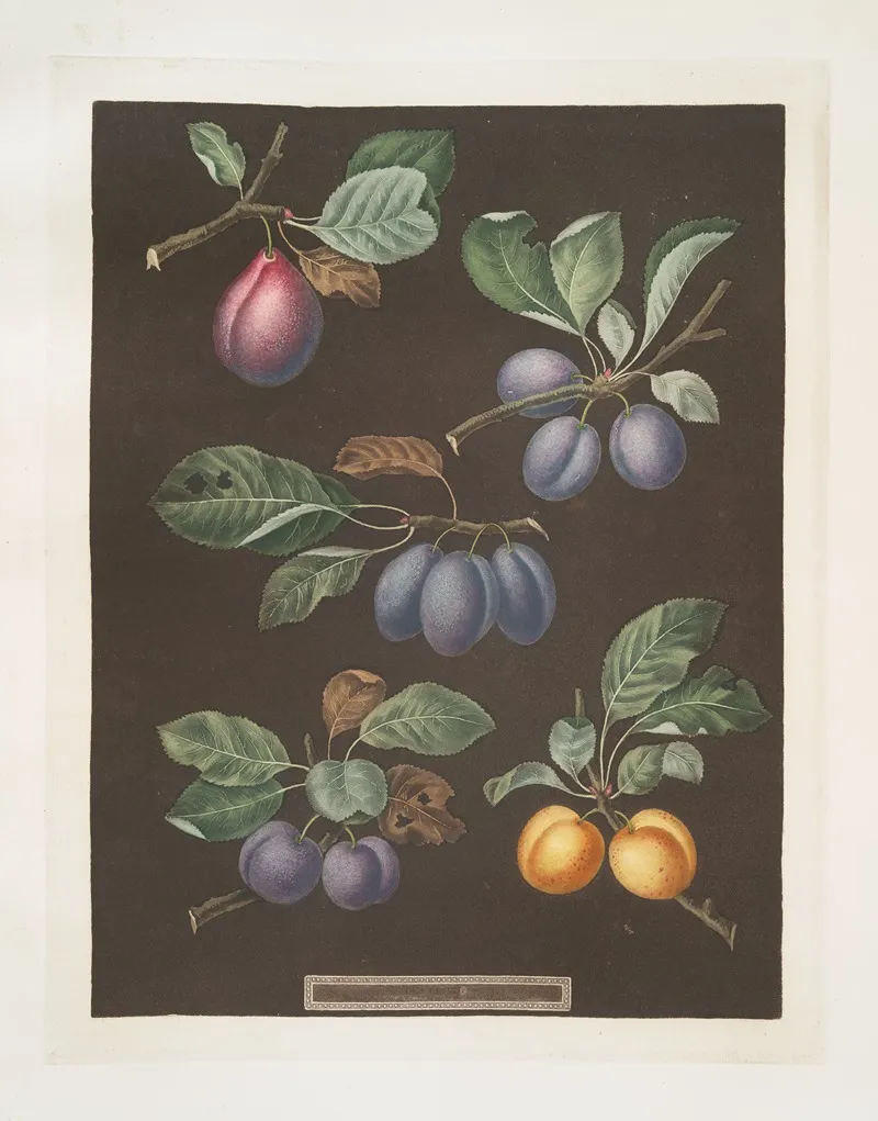 Pear Blue Imperatrice The Empress Brignole And St Catherine Plums Wall Art by George Brookshaw - High-Resolution Digital Print