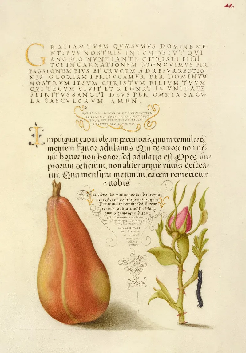 Pear French Rose And Caterpillar