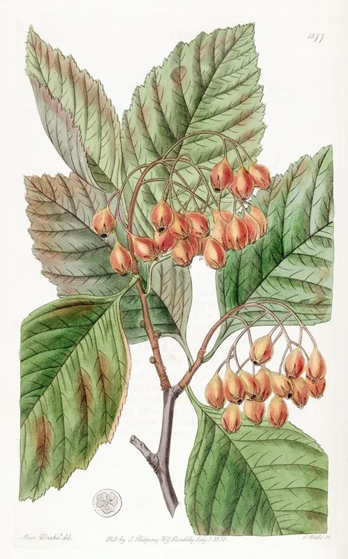 Pear Leaved Thorn Wall Art by Sydenham Edwards - High-Resolution Digital Print