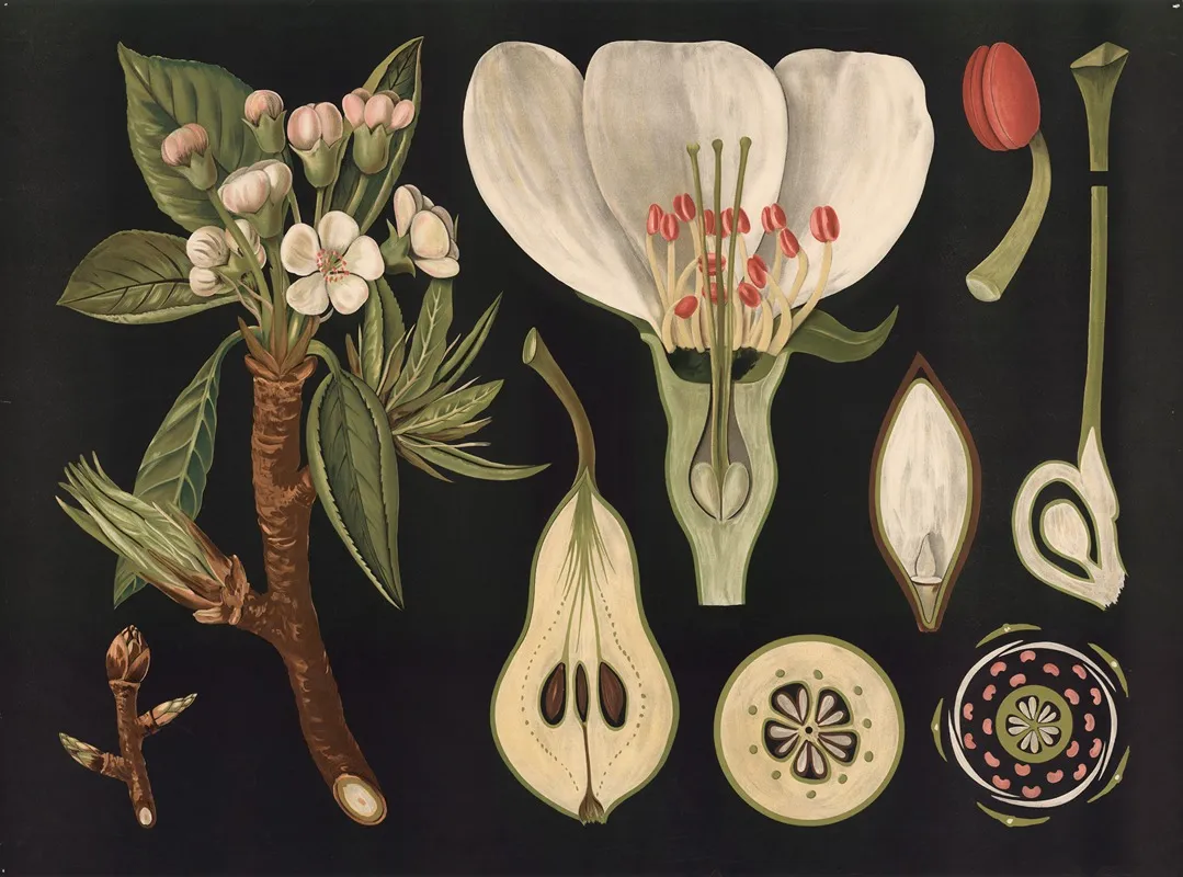 Pear Pyrus Communis Wall Art by Gottlieb von Koch - High-Resolution Digital Print