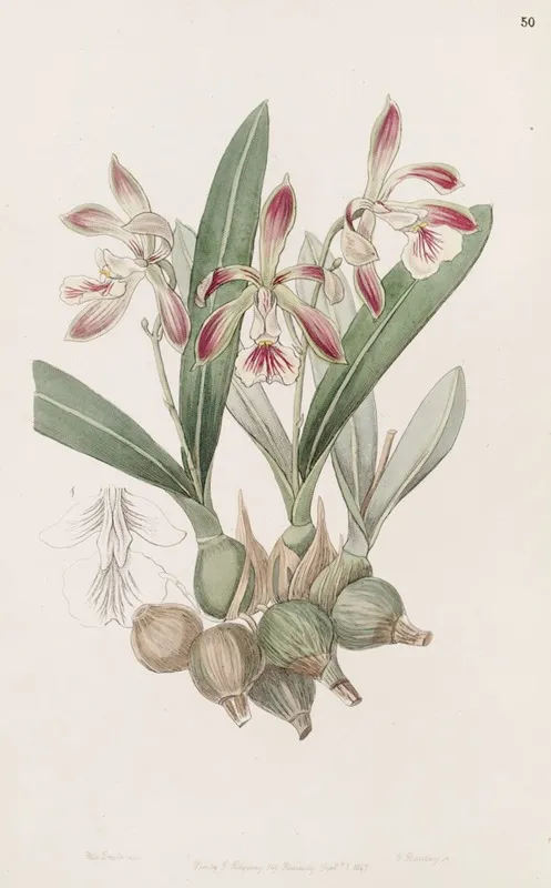 Pear Shaped Epidendrum Wall Art by Sydenham Edwards - High-Resolution Digital Print