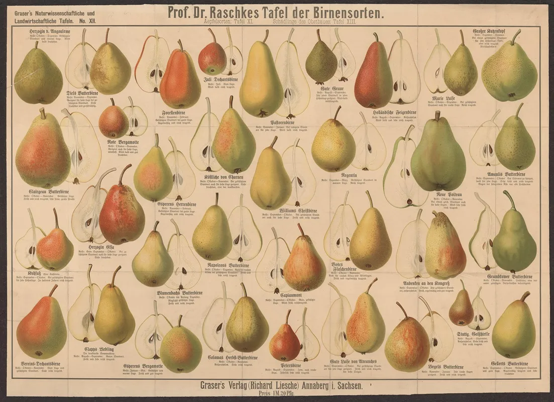 Pear Varieties Wall Art by E. Schiewick - High-Resolution Digital Print