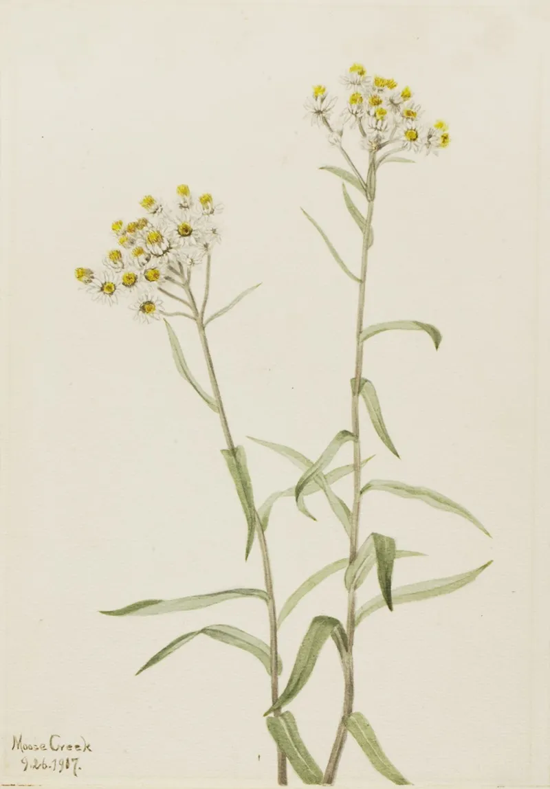 Pearl Everlasting Anaphalis Margaritacea 2