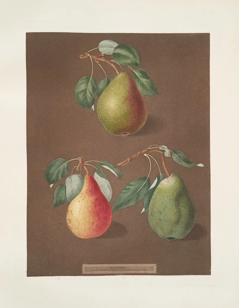 Pears Brown Beurree Golden Beurree And The Colmar Varities Wall Art by George Brookshaw - High-Resolution Digital Print
