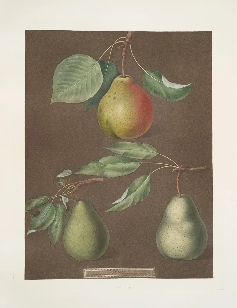 Pears Cadillac Paddington And The Saint Marshall Wall Art by George Brookshaw - High-Resolution Digital Print