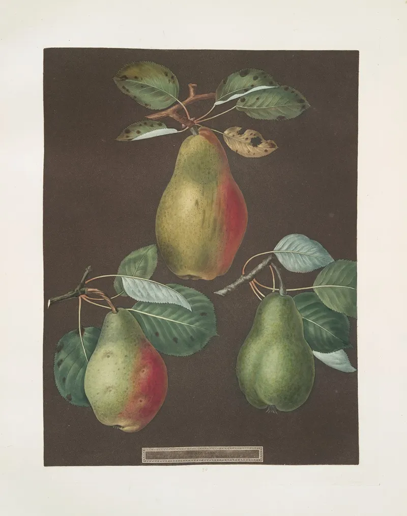 Pears Chaumontelle Windsor And The Summer Bon Chretien Varities Wall Art by George Brookshaw - High-Resolution Digital Print