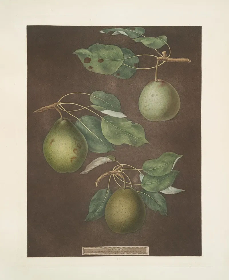 Pears Cressan Tarlington And The Aster Bergamot Varities Wall Art by George Brookshaw - High-Resolution Digital Print