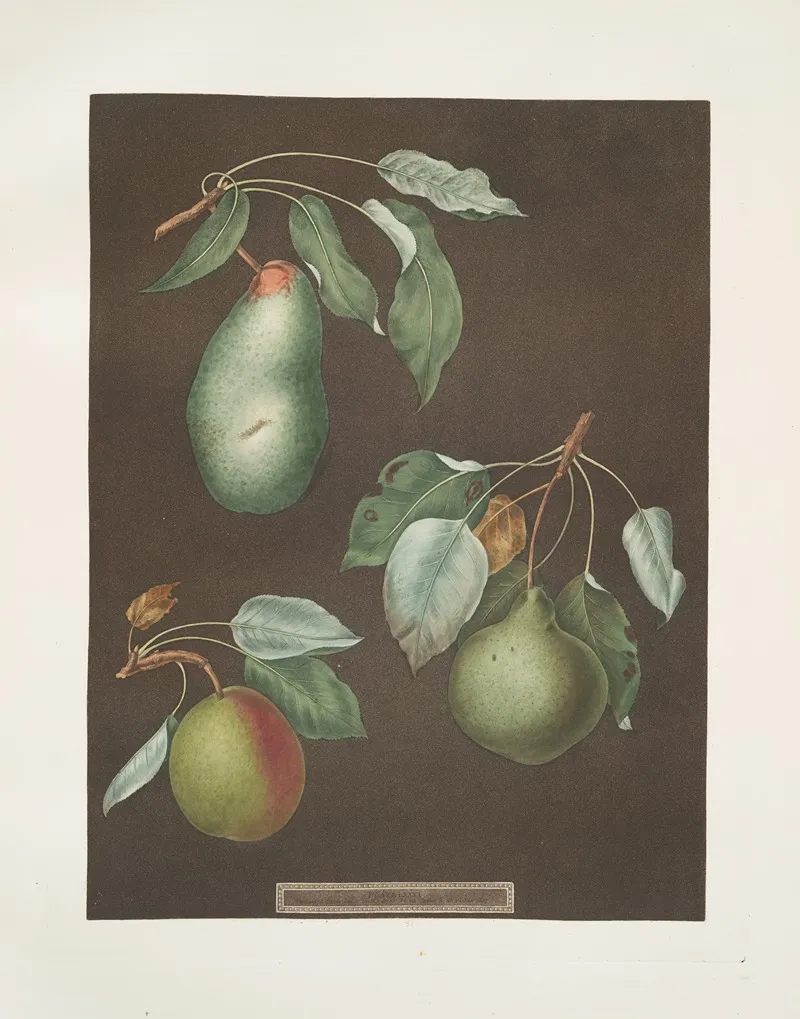 Pears Saint Germain Winter Swans Egg And The Double Blossom Varities Wall Art by George Brookshaw - High-Resolution Digital Print
