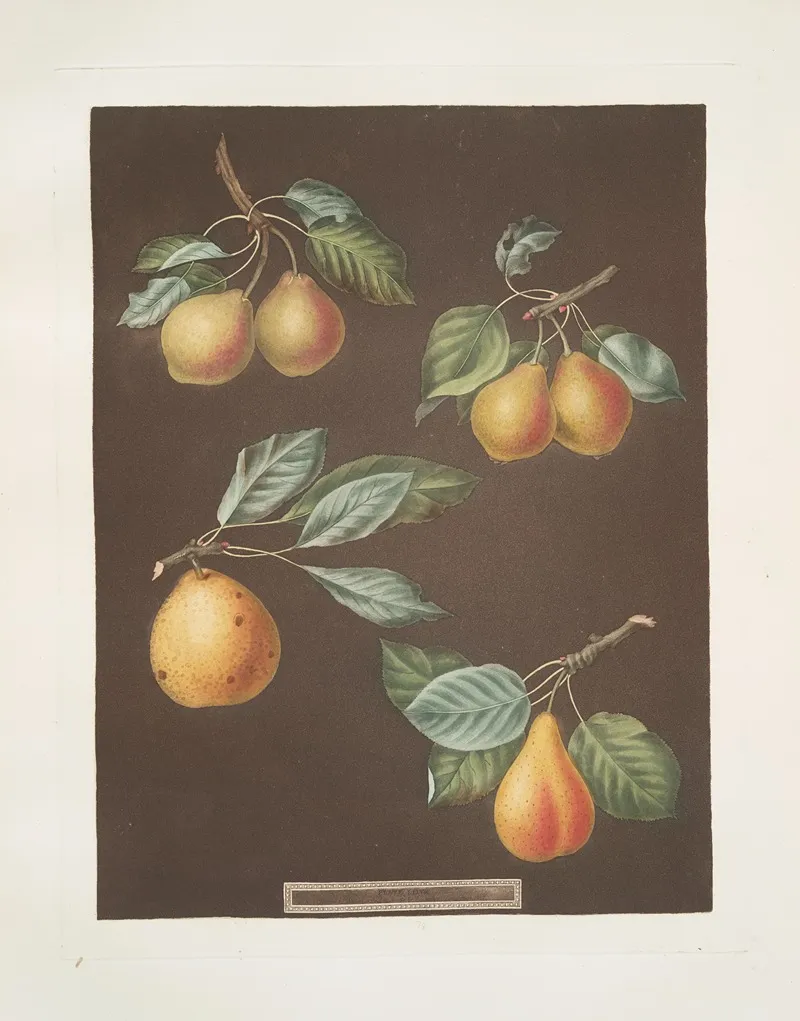 Pears Valley Petit Russelet Doyenne Or Saint Michael And The Russselet De Rheims Or Gross Russelet Varities Wall Art by George Brookshaw - High-Resolution Digital Print