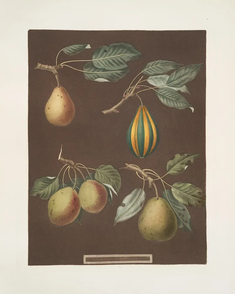 Pears Virgoulle Striped Vert Longue Swans Egg And The Pear Dauch Varities Wall Art by George Brookshaw - High-Resolution Digital Print