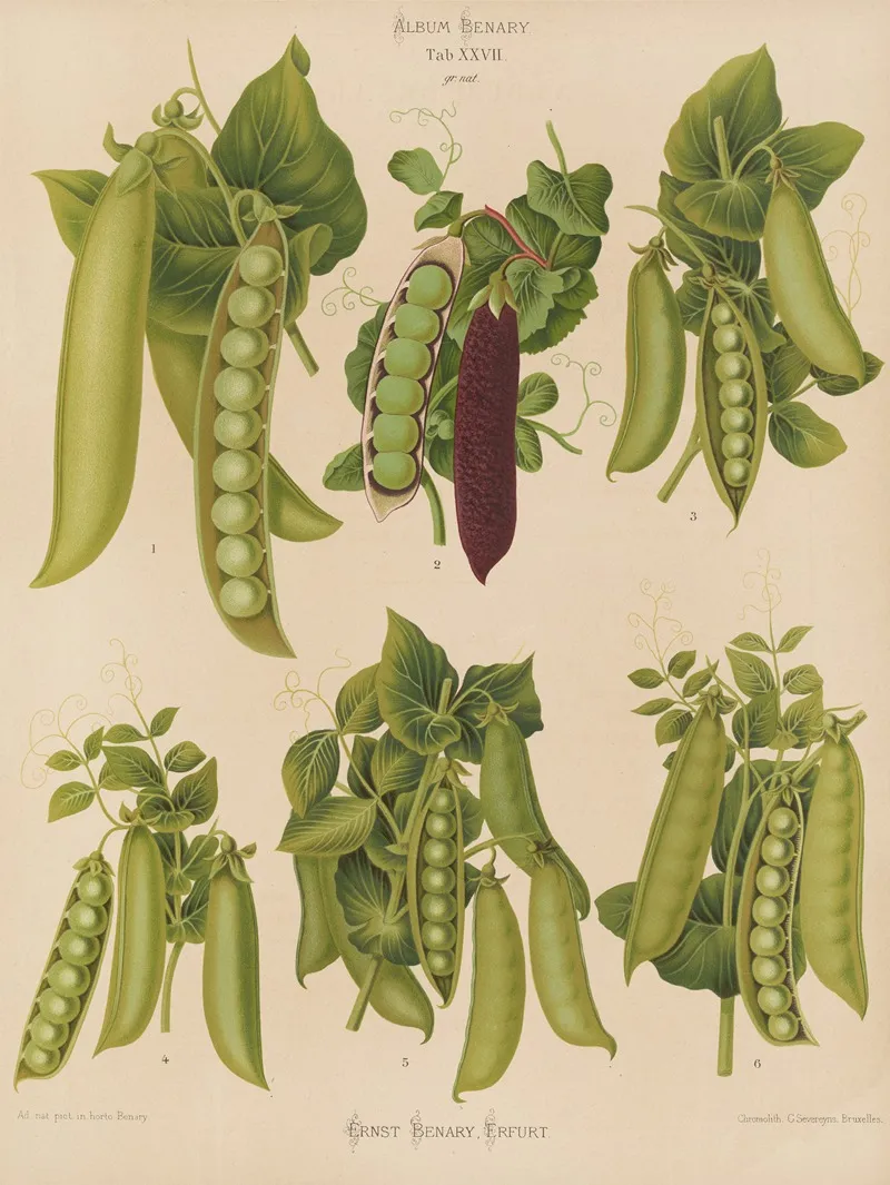 Peas 2 Wall Art by Ernst Benary - High-Resolution Digital Print