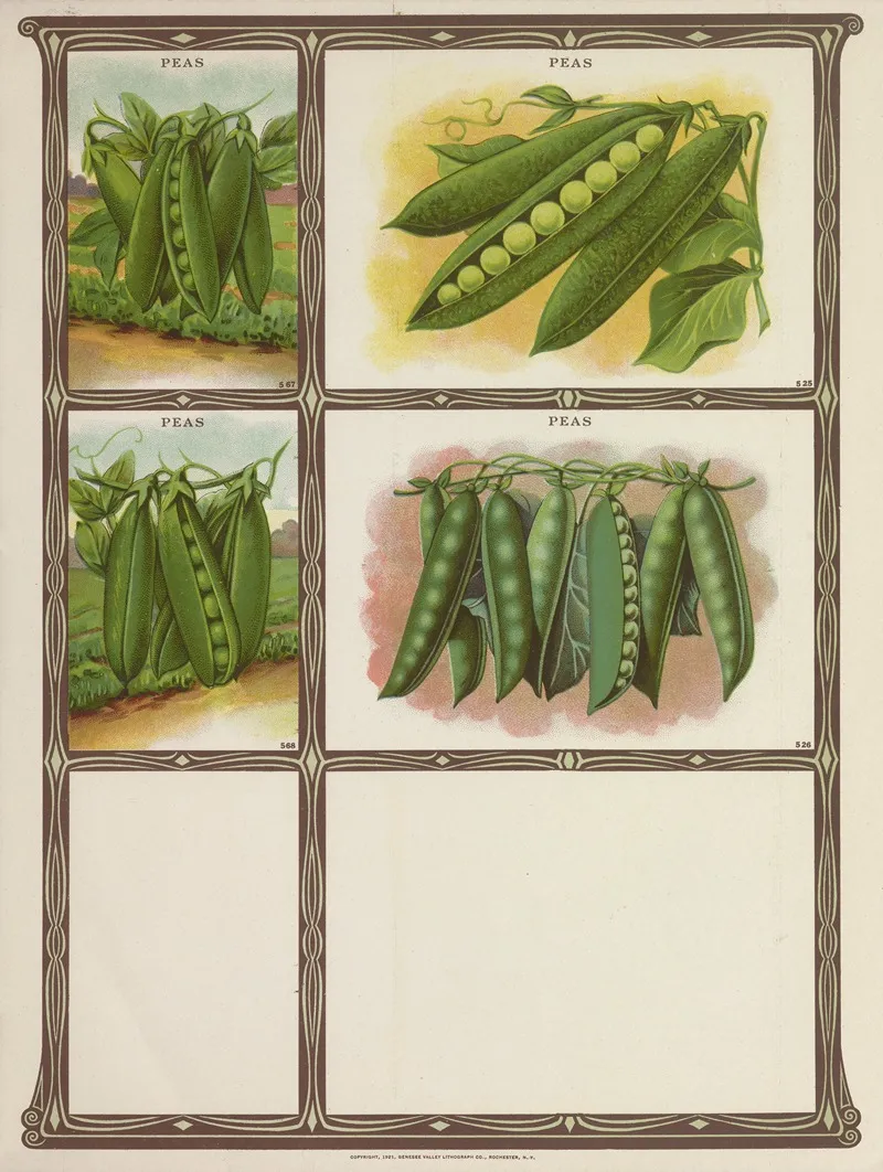 Peas 3 Wall Art by Genesee Valley Lithograph Co. - High-Resolution Digital Print