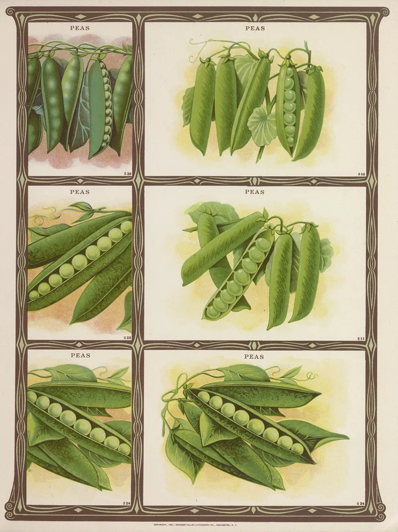 Peas 4 Wall Art by Genesee Valley Lithograph Co. - High-Resolution Digital Print