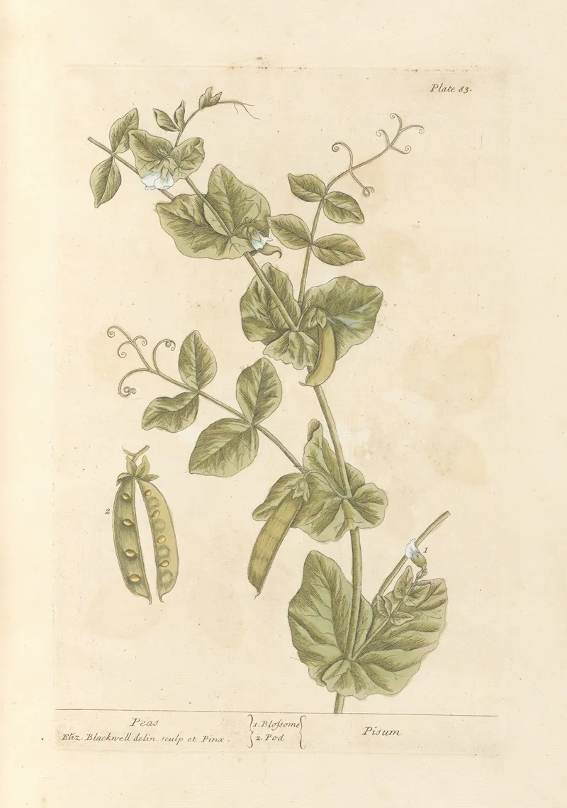 Peas Wall Art by Elizabeth Blackwell - High-Resolution Digital Print