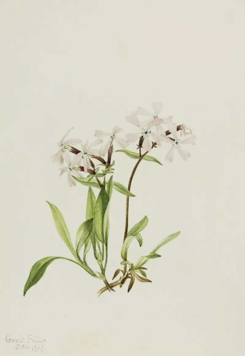 Peatpink Silene Caroliniana 2