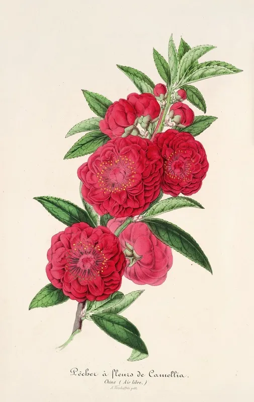 Pecher A Fleurs De Camellia Wall Art by Charles Antoine Lemaire - High-Resolution Digital Print