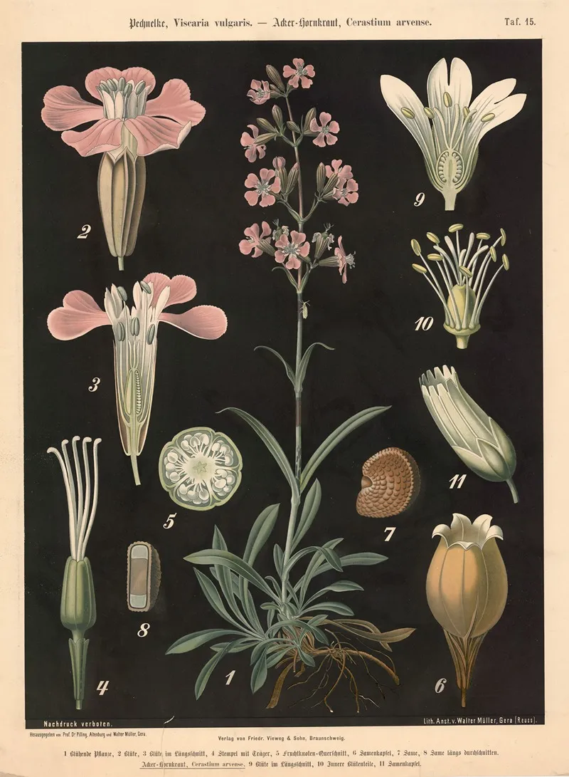 Pechnelke Viscaria Vulgaris Acker Hornkraut Cerastium Arvense