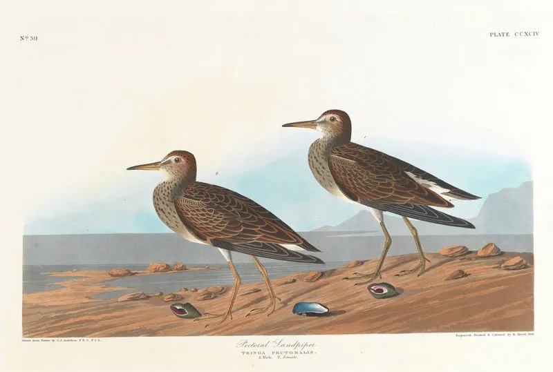 Pectoral Sandpiper 2 Wall Art by John James Audubon - High-Resolution Digital Print