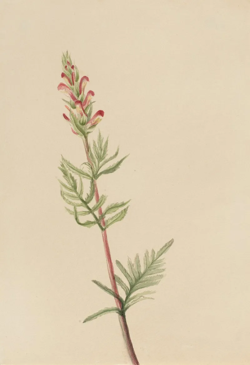 Pedicularis Bracteosa