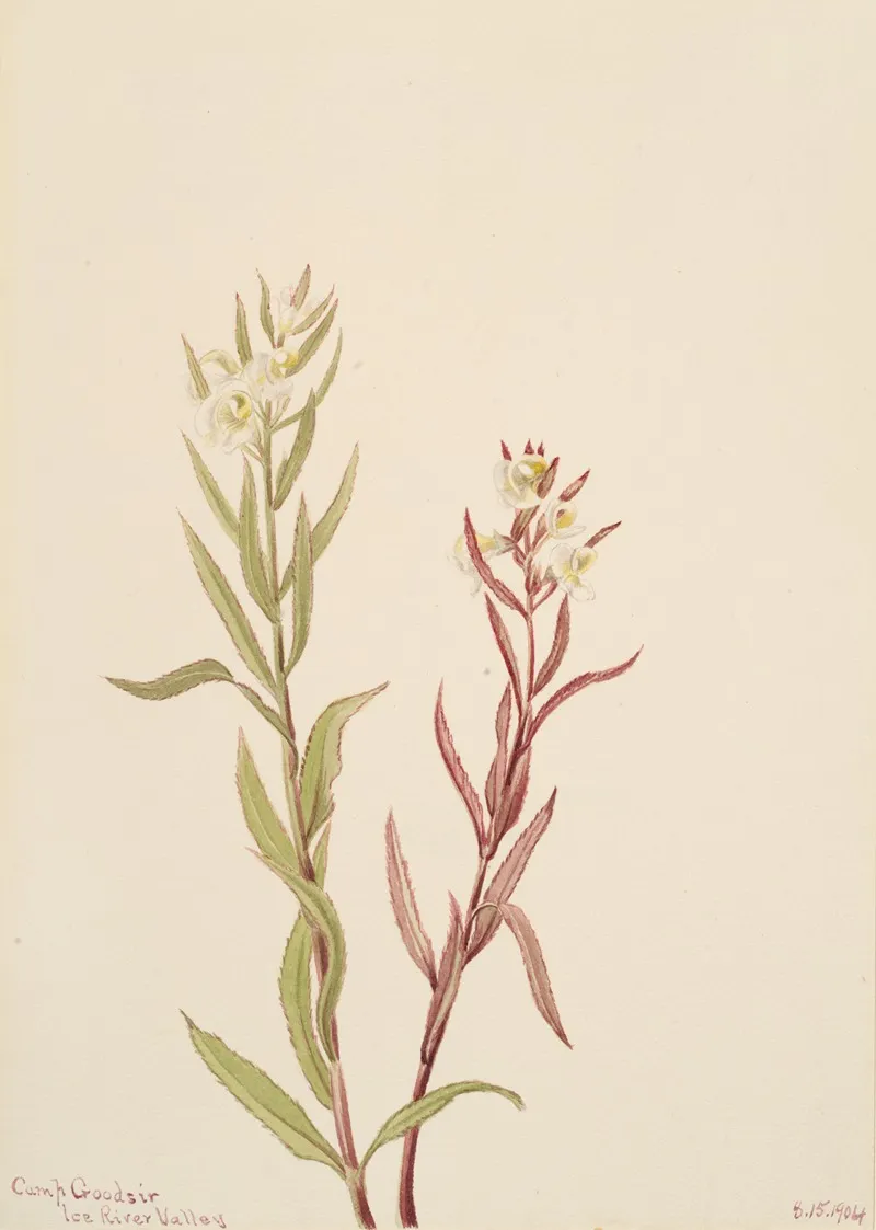 Pedicularis Raremosa