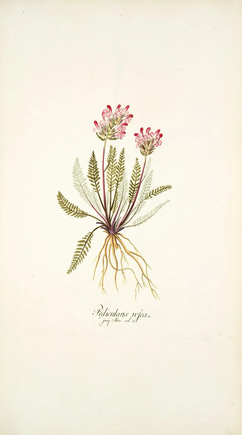 Pedicularis Rosea Wall Art by Nikolaus Joseph Freiherr von Jacquin - High-Resolution Digital Print