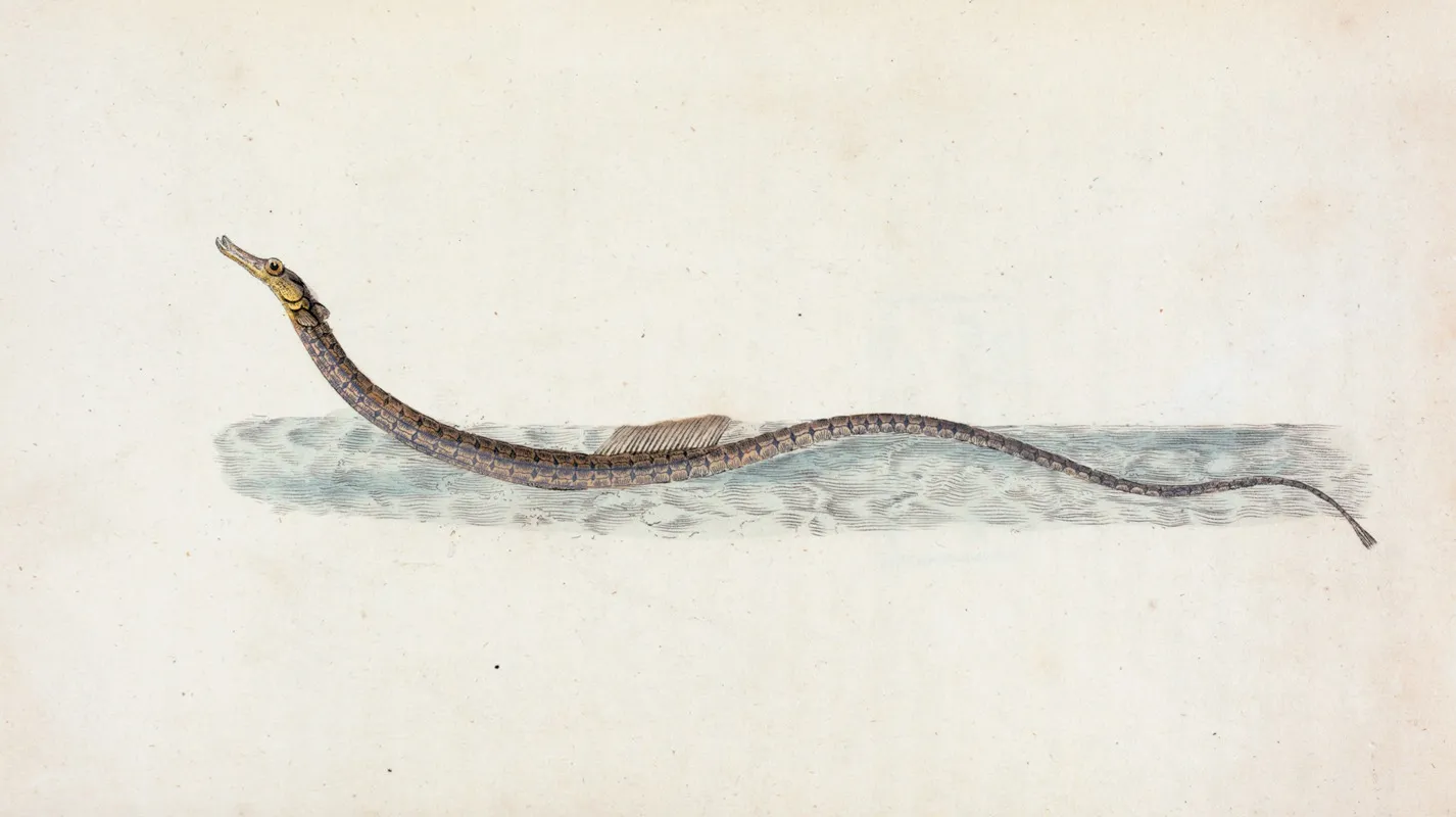 Pelagic Pipe Fish Syngnathus Pelagicus Wall Art by Edward Donovan - High-Resolution Digital Print