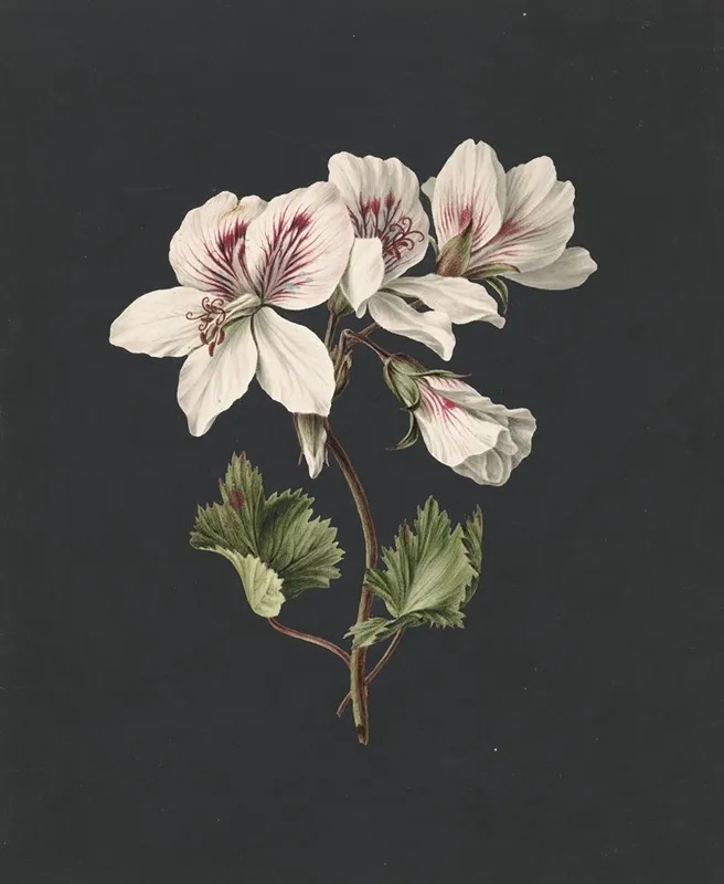 Pelargonium Album Bicolor Wall Art by M. de Gijselaar - High-Resolution Digital Print