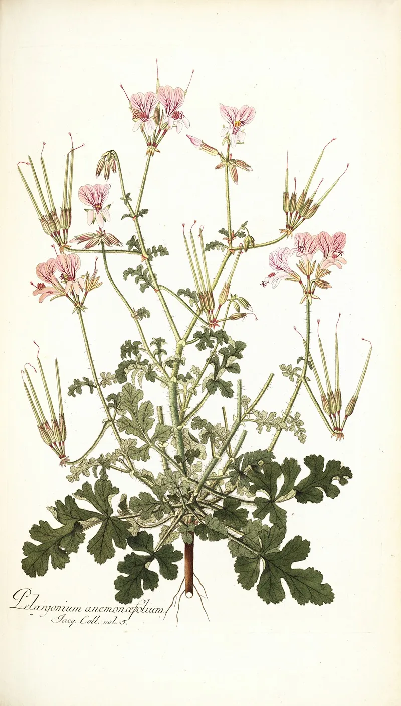 Pelargonium Anemonaefolium Wall Art by Nikolaus Joseph Freiherr von Jacquin - High-Resolution Digital Print