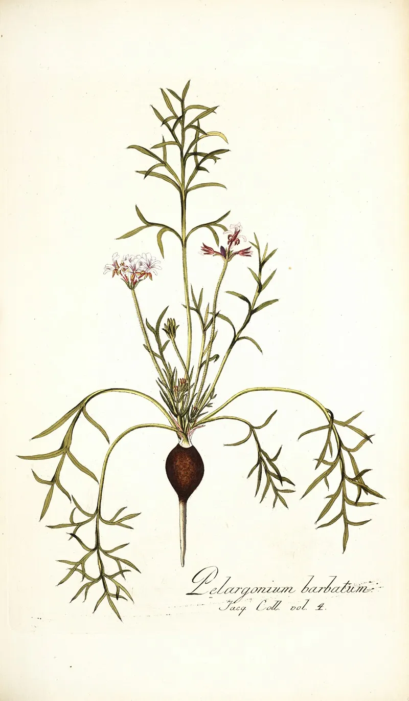 Pelargonium Barbatum Wall Art by Nikolaus Joseph Freiherr von Jacquin - High-Resolution Digital Print