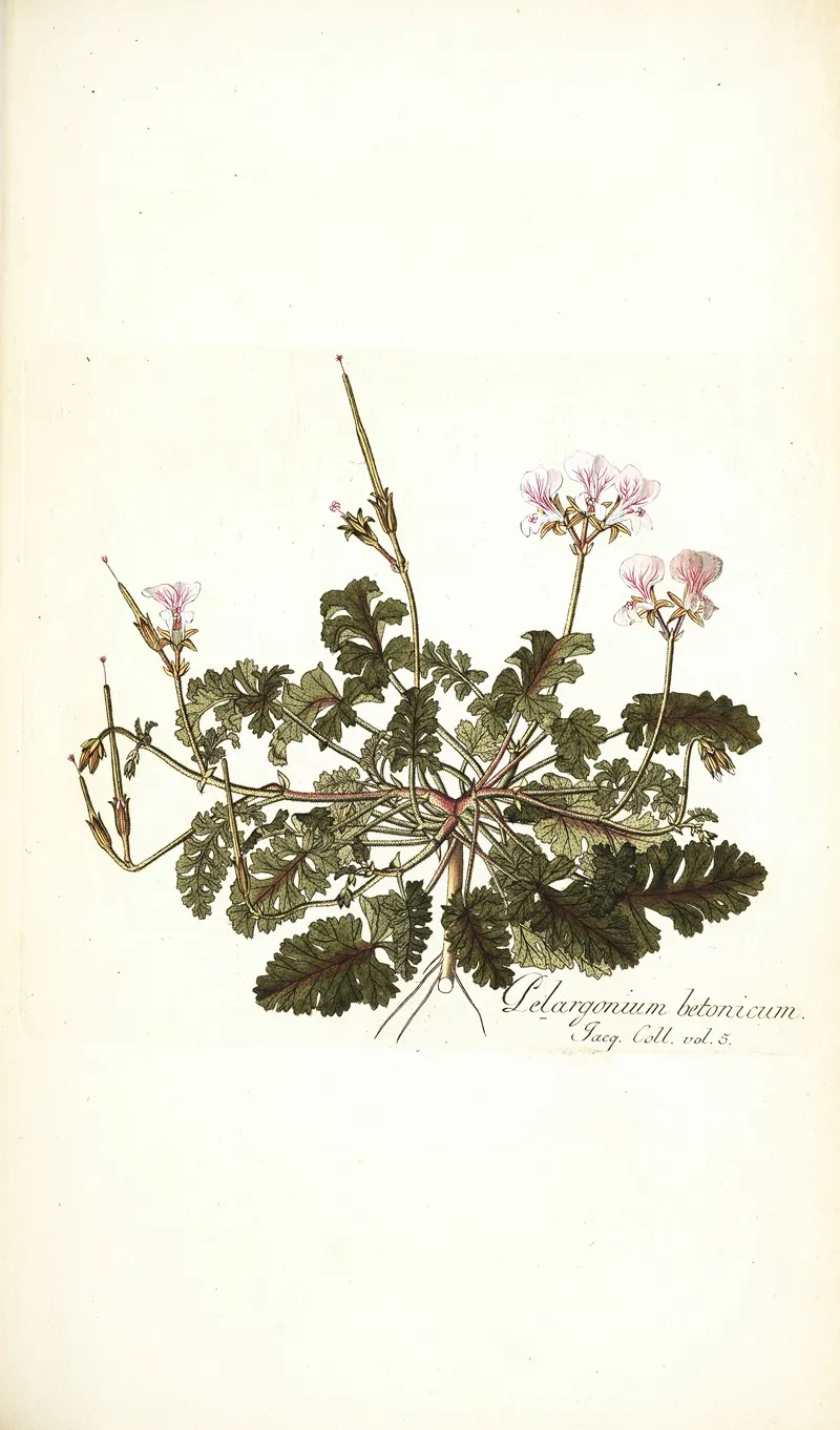 Pelargonium Betonicum Wall Art by Nikolaus Joseph Freiherr von Jacquin - High-Resolution Digital Print