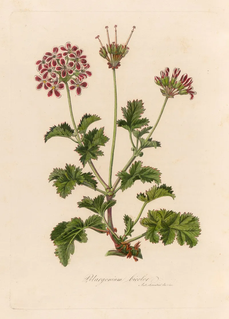 Pelargonium Bicolor Wall Art by Gaetano Savi - High-Resolution Digital Print