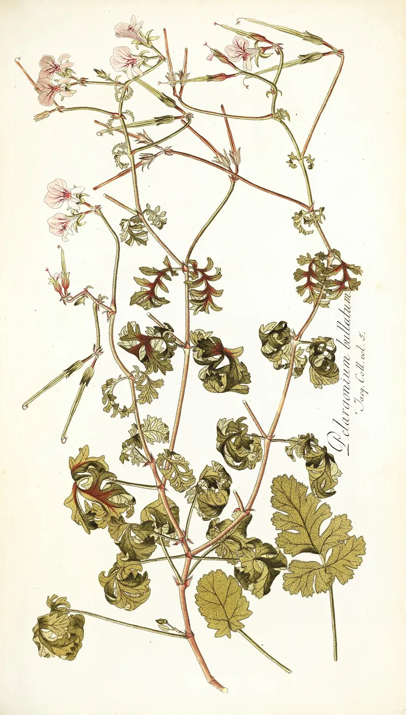 Pelargonium Bullatum Wall Art by Nikolaus Joseph Freiherr von Jacquin - High-Resolution Digital Print
