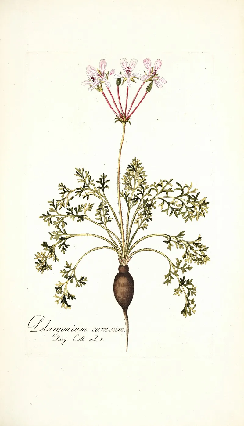 Pelargonium Carneum Wall Art by Nikolaus Joseph Freiherr von Jacquin - High-Resolution Digital Print