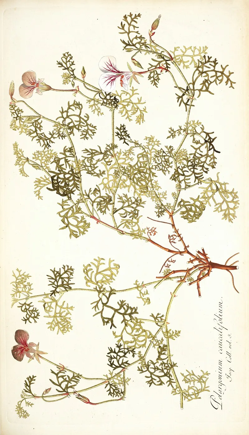 Pelargonium Caucalifolium Wall Art by Nikolaus Joseph Freiherr von Jacquin - High-Resolution Digital Print