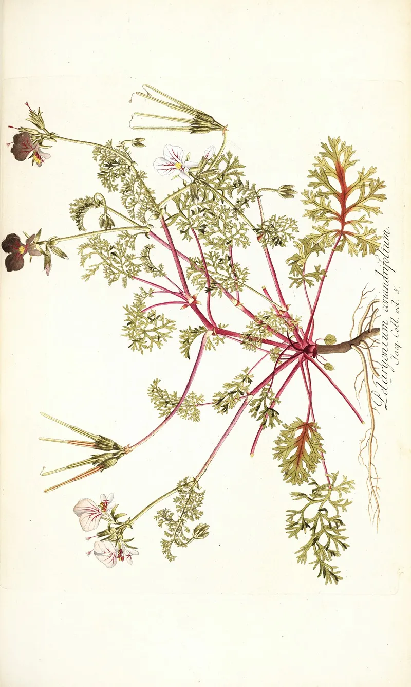 Pelargonium Coriandrifolium Wall Art by Nikolaus Joseph Freiherr von Jacquin - High-Resolution Digital Print