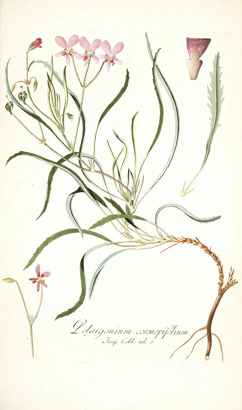Pelargonium Coronopifolium Wall Art by Nikolaus Joseph Freiherr von Jacquin - High-Resolution Digital Print