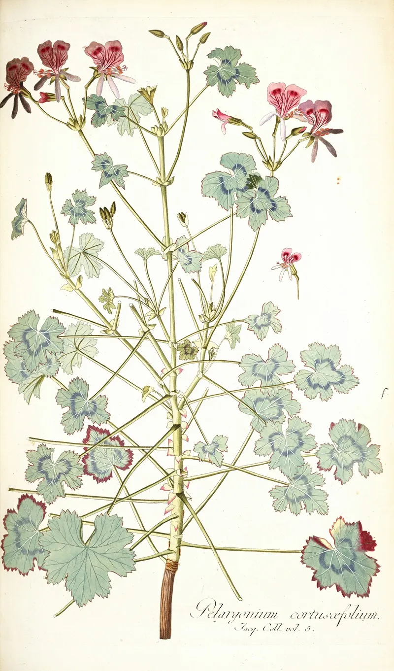 Pelargonium Cortusaefolium Wall Art by Nikolaus Joseph Freiherr von Jacquin - High-Resolution Digital Print