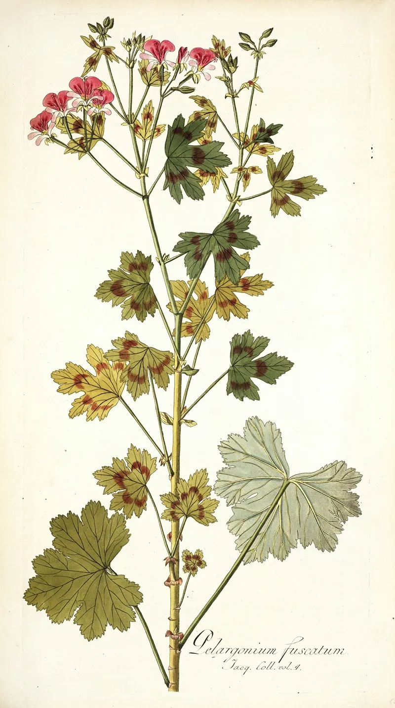 Pelargonium Fuscatum Wall Art by Nikolaus Joseph Freiherr von Jacquin - High-Resolution Digital Print