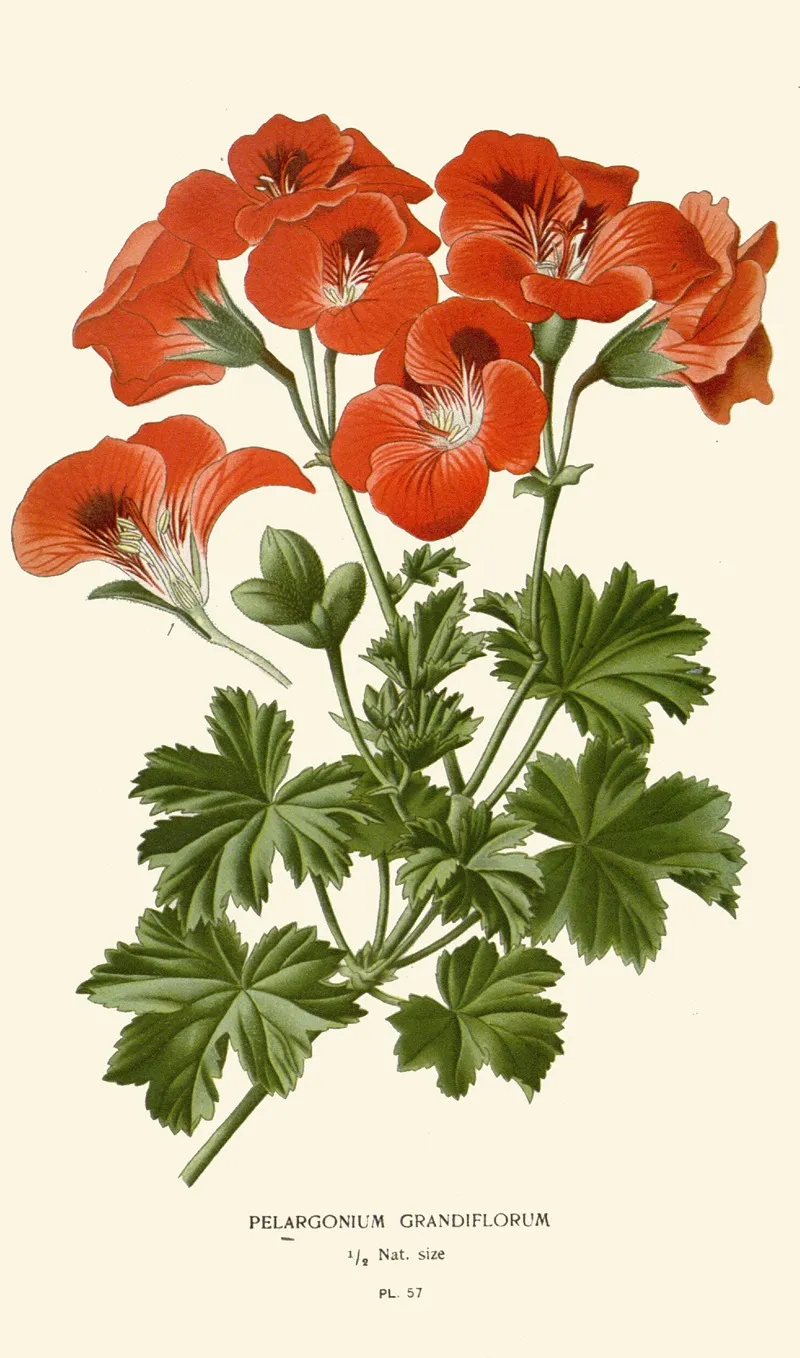 Pelargonium Grandiflorum Wall Art by Edward Step - High-Resolution Digital Print