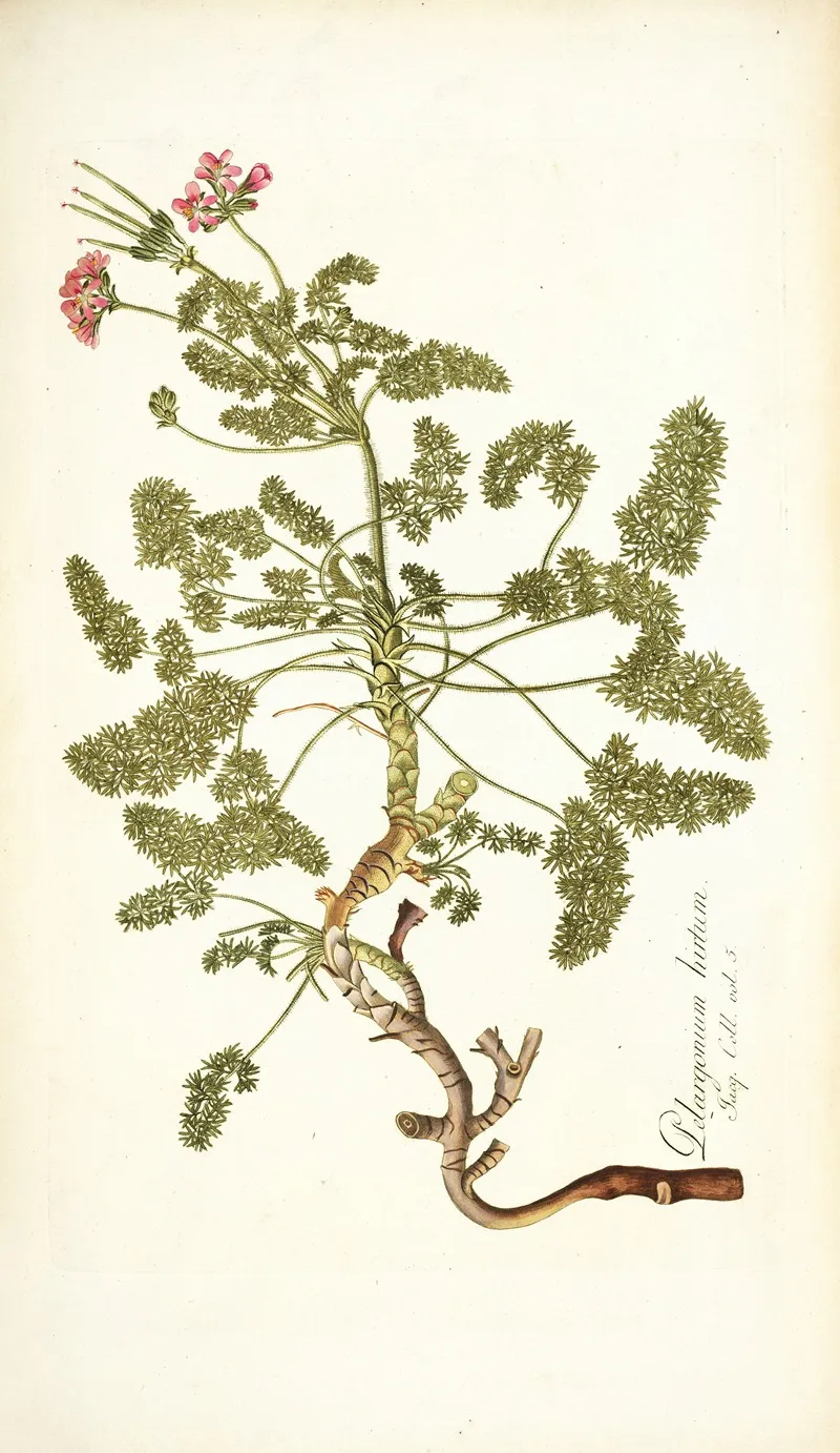 Pelargonium Hirtum Wall Art by Nikolaus Joseph Freiherr von Jacquin - High-Resolution Digital Print